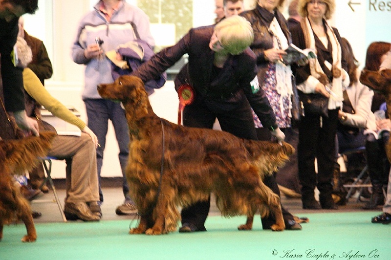 Crufts2011_2 159.jpg